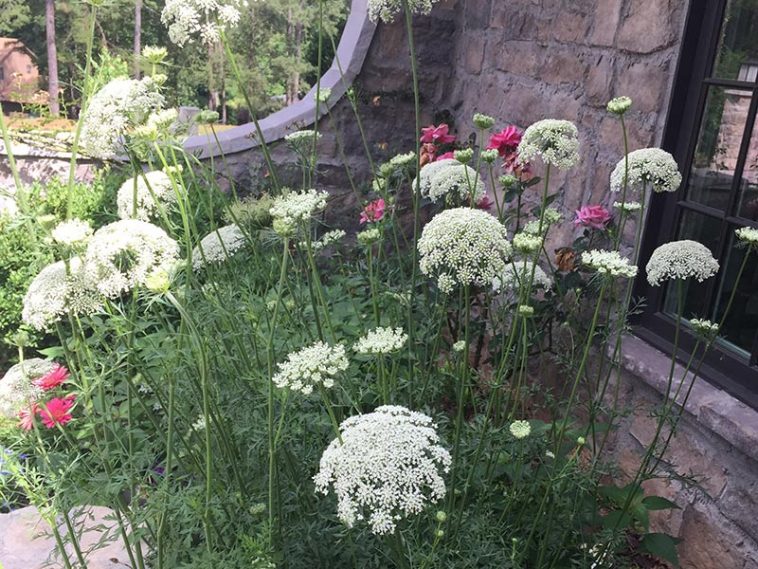 Queen Anne's Lace and Little Details - The Ribbon in My Journal - Phyllis  Hoffman DePiano